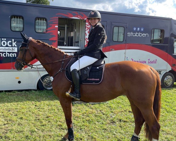 horse Corintho 3 (Austrian Warmblood, 2015, from Contiki)