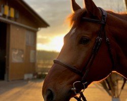 dressage horse Raketa Remusz (Hungarian Warmblood, 2006, from Rakéta Rocco)