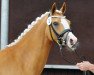 dressage horse Die Goldmarie (German Riding Pony, 2014, from Danny Gold)