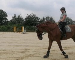 dressage horse Quadrigo 7 (Oldenburg, 2003, from Quattro B)