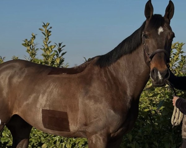 Springpferd For Ever Z (Zangersheide Reitpferd, 2016, von Kannan)