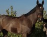Springpferd For Ever Z (Zangersheide Reitpferd, 2016, von Kannan)