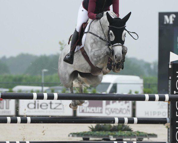 Springpferd Saratoga Lw (Oldenburger Springpferd, 2015, von Stakkato Gold)