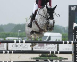 jumper Saratoga Lw (Oldenburg show jumper, 2015, from Stakkato Gold)