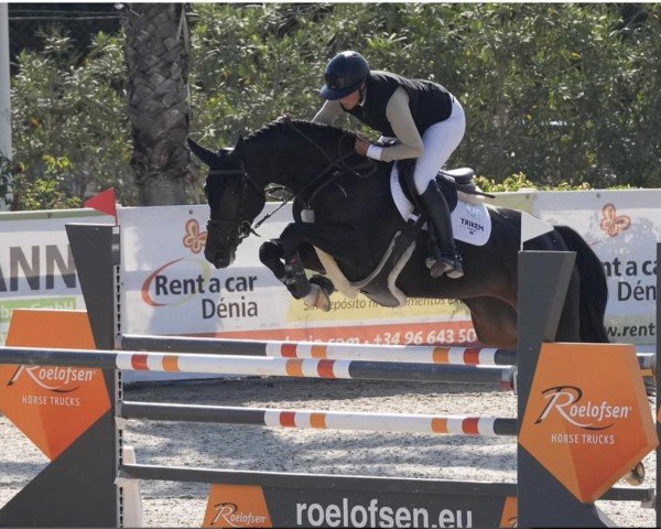 jumper Vanessa Vhl (anglo european sporthorse, 2017, from Vannan)