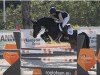 Springpferd Vanessa Vhl (Anglo Europäisches Sportpferd, 2017, von Vannan)
