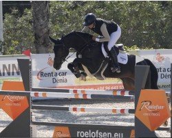 jumper Vanessa Vhl (anglo european sporthorse, 2017, from Vannan)