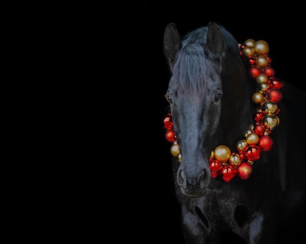 dressage horse Gino della Valle (Westphalian, 2014, from Ganymedes M)