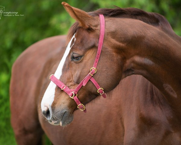 dressage horse Dornika W (Hessian Warmblood, 2005, from Dartagnan)