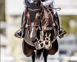 jumper Crescendo Vhl (anglo european sporthorse, 2015, from Connor 48)