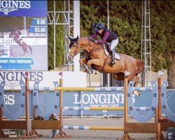 jumper I'm A Dancer (KWPN (Royal Dutch Sporthorse), 2013, from Denzel Vt Meulenhof)