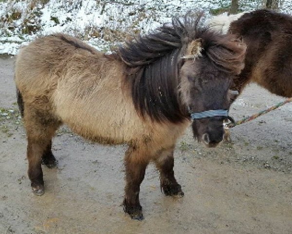 Zuchtstute Weeping Willow von den Frechdachsen (Shetland Pony (unter 87 cm), 2014, von Appie Liebas)