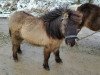 broodmare Weeping Willow von den Frechdachsen (Shetland pony (under 87 cm), 2014, from Appie Liebas)