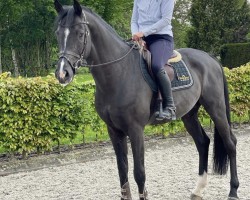 Springpferd Calgary BSH (Holsteiner, 2015, von Casall Ask)