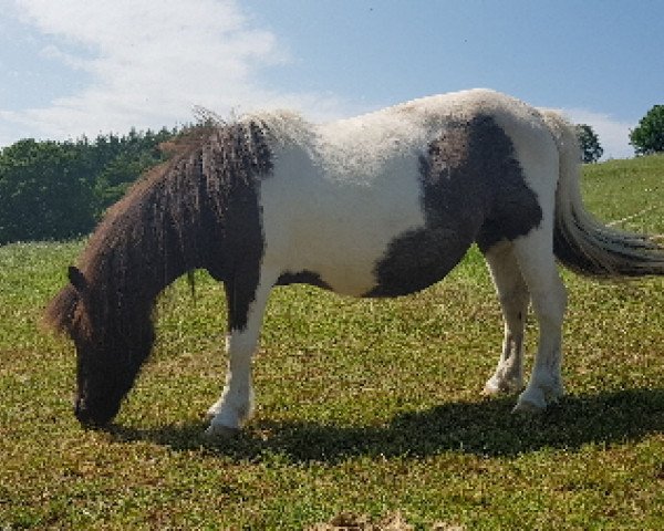 Zuchtstute United Colour von Salza (Shetland Pony,  , von Appie Liebas)