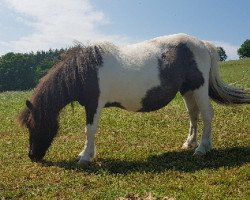 broodmare United Colour von Salza (Shetland Pony,  , from Appie Liebas)