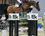 stallion Commissaire S (Westphalian, 2010, from Comme il Faut)