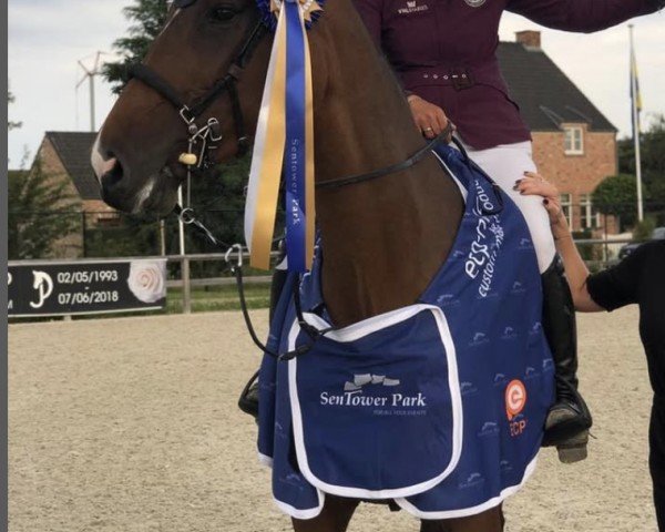 jumper Candy Vh (Swedish Warmblood, 2012, from Cabachon)