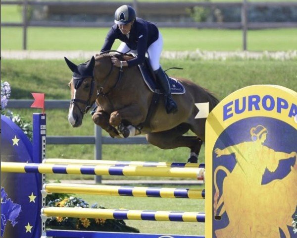 broodmare Cyprus (KWPN (Royal Dutch Sporthorse), 2007, from Vigo d'Arsouilles)