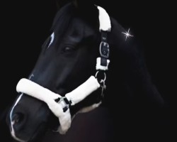jumper Vishnu 2 (German Riding Pony, 2004, from Viscount)