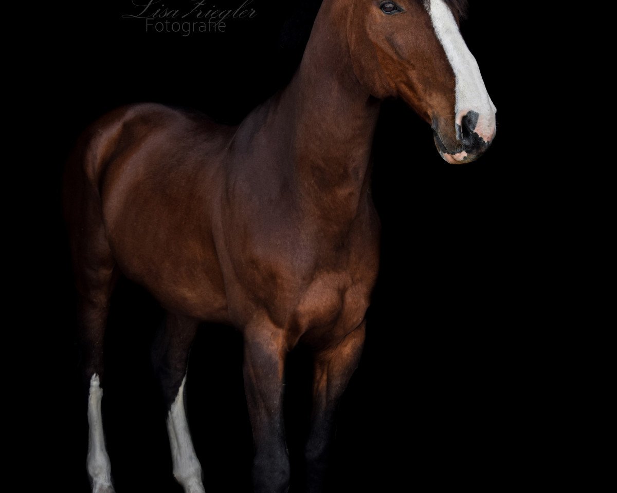 jumper Damasco Vitanova (KWPN (Royal Dutch Sporthorse), 2008, from Lord Z)