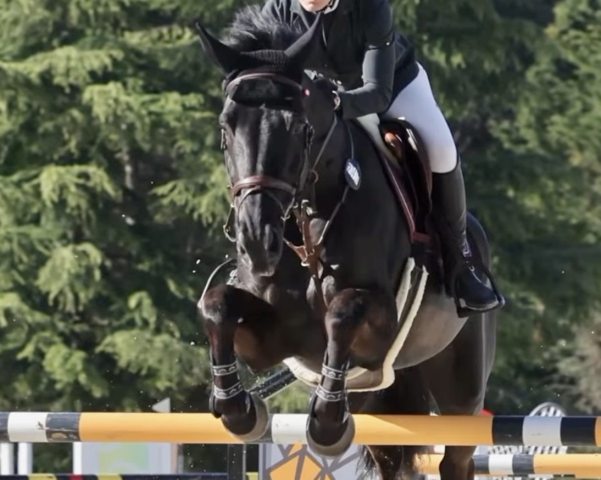 Springpferd Phoenix vd Berghoeve (Belgisches Warmblut, 2015, von Galisco van Paemel)