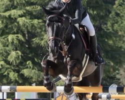 Springpferd Phoenix vd Berghoeve (Belgisches Warmblut, 2015, von Galisco van Paemel)