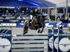 Springpferd Be Golden Lynx (Anglo Europäisches Sportpferd, 2016, von Golden Hawk)