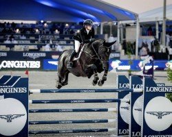 jumper Be Golden Lynx (anglo european sporthorse, 2016, from Golden Hawk)