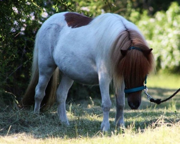 broodmare Lieve v. Drij Stoel (Shetland Pony, 2017, from Alco van de Gathe)