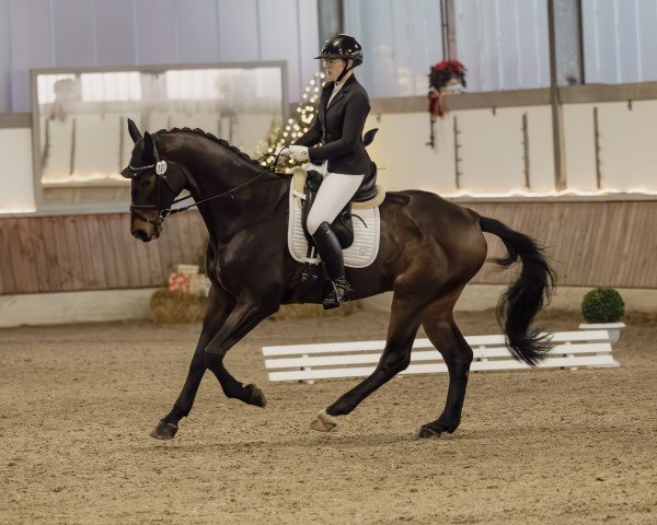 dressage horse Fileas Fogg (Westphalian, 2009, from Fürst Piccolo)