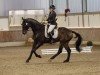 dressage horse Fileas Fogg (Westphalian, 2009, from Fürst Piccolo)