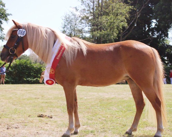 broodmare Babsie von Warfen (German Classic Pony, 2017, from Jasper)