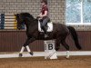 dressage horse Dante 136 (Hanoverian, 2014, from Harmony's Desiderio)