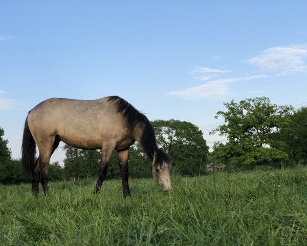 Springpferd Spirit of the snow (Westfale, 2020, von Springfield Shadow)