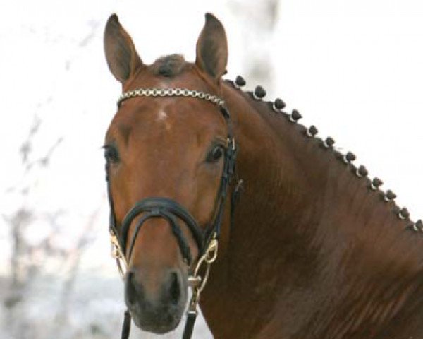 stallion Ashby 4 (Oldenburg, 2005, from Argentinus)