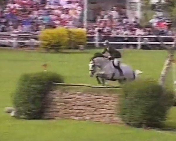 Deckhengst Spring Elegance VII (Irish Sport Horse, 1982, von Spring Diamond)