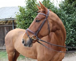 Springpferd Nabab de Coeur Dree Boeken (Hannoveraner, 2013, von Nabab de Rêve)