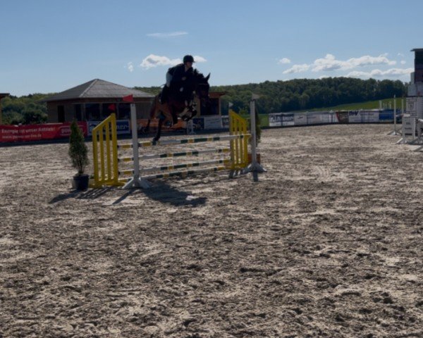 jumper Commander 42 (Westphalian, 2019, from Conteur)