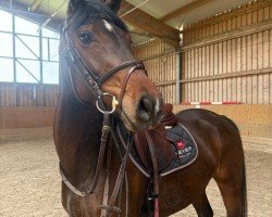 Springpferd Comme le Chocolat TM (Westfale, 2021, von Captain Jack 44)