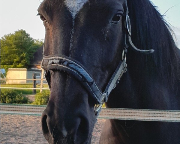 horse Frieda (Westphalian, 2004, from Francoli)