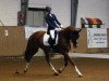 dressage horse Funky Town P (Hanoverian, 2011, from Fürst Nymphenburg)