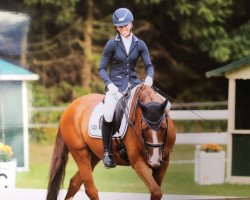 dressage horse Roxford B (Hanoverian, 2008, from Royal Blend)