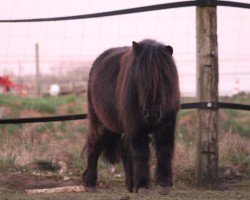 Pferd Hera FZ (Dt.Part-bred Shetland Pony, 2021, von Xorro)