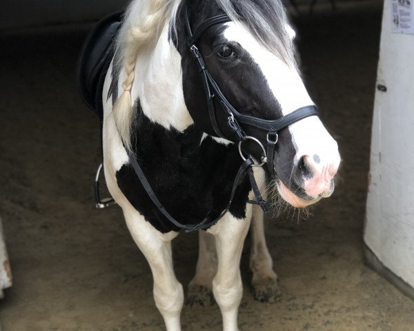 Pferd Shaena (Tinker / Irish Cob / Gypsy Vanner, 2006)