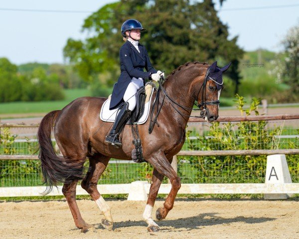 dressage horse Fior Da Liso (Westphalian, 2012, from Floribot)