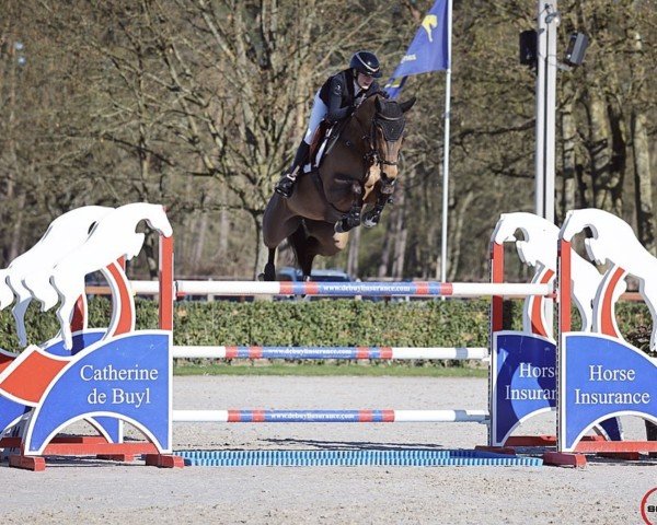 jumper Donavaya (unknown, 2013, from Don van het Parelshof Z)
