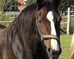 broodmare Riana (Westphalian, 1995, from Rex Fritz)