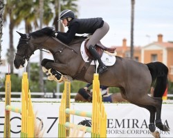 Springpferd Lucky Chance Z (Zangersheide Reitpferd, 2018, von Casall Ask)
