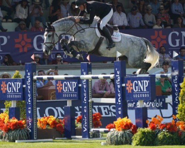 stallion Colmar (German Sport Horse, 2010, from Colestus)